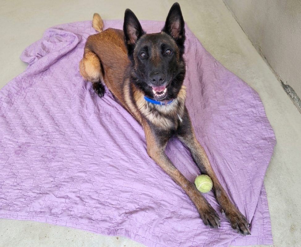 Thor reservé - Chien à adopter - photo 3