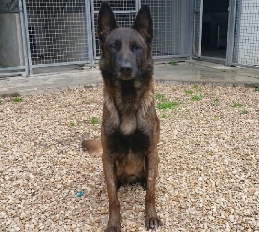 Thor reservé - Chien à adopter - photo 4