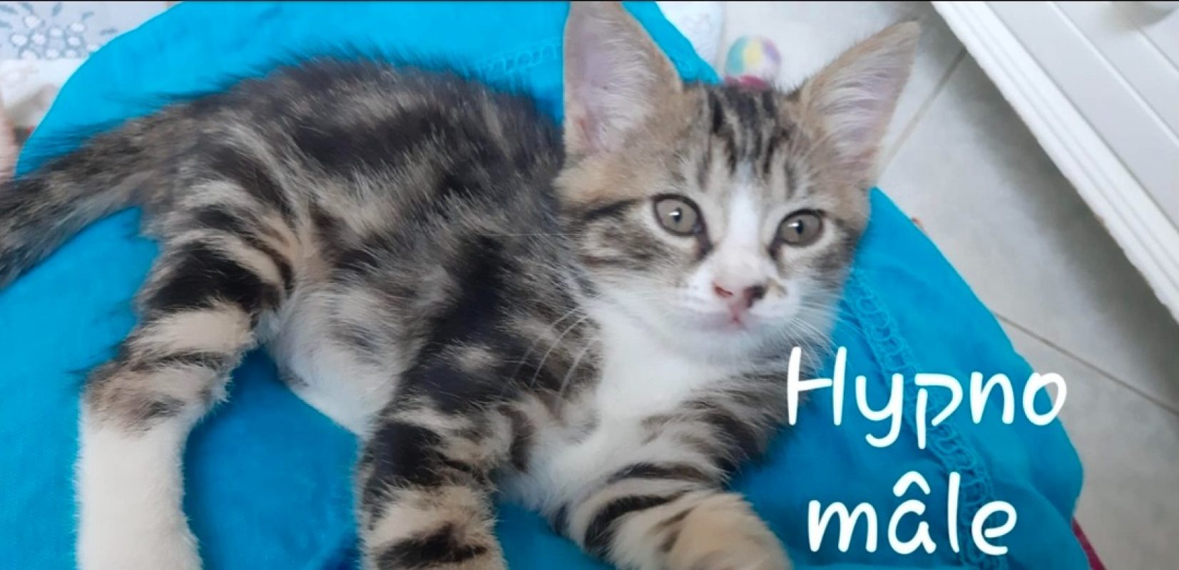 Hypno - Chat à adopter
