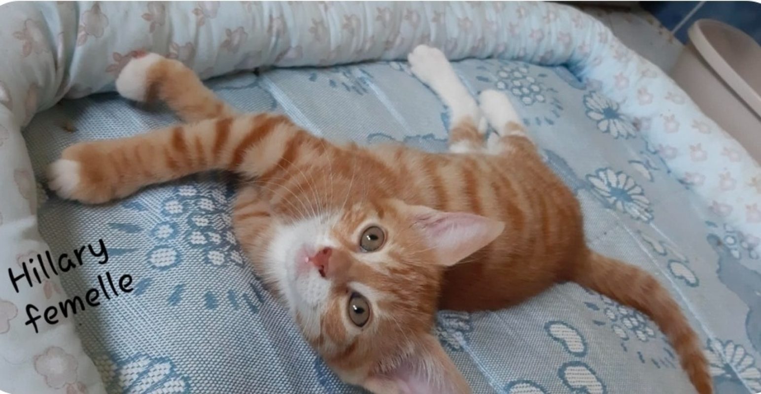 Hillary - Chat à adopter
