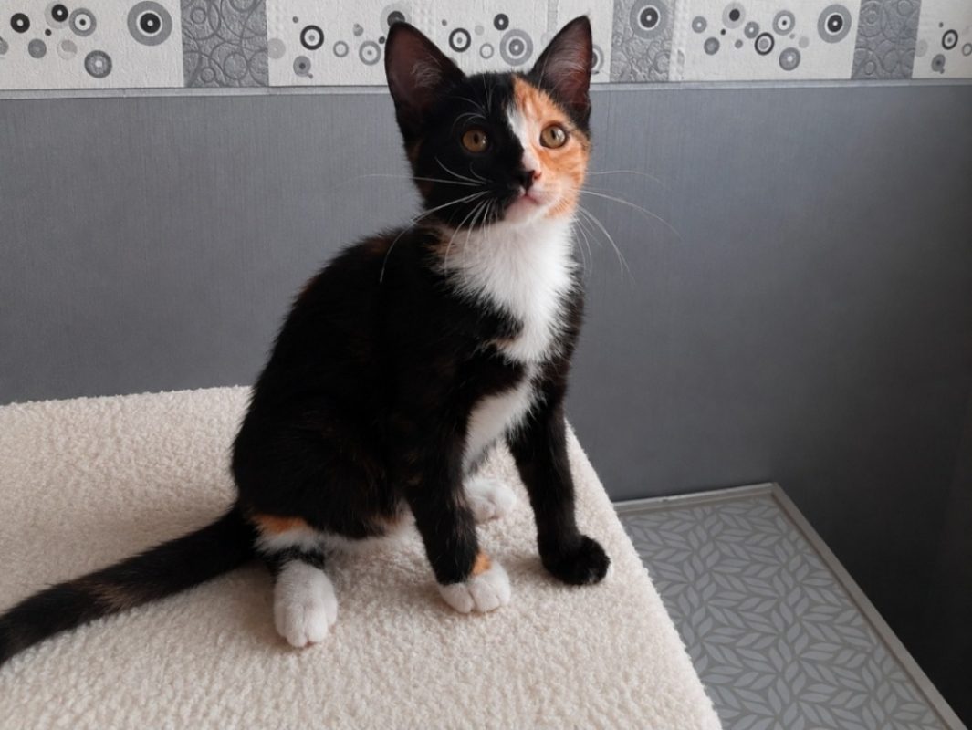 Harley queen reservé - Chat à adopter