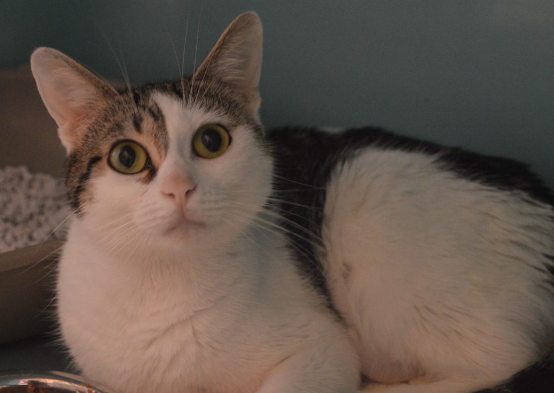 Lola - Chat Européen à adopter