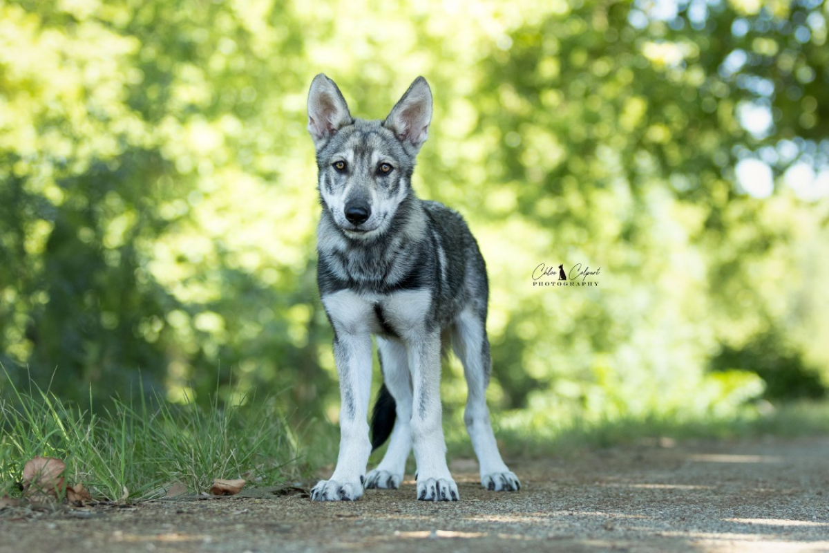 Photo #1 de Shadow