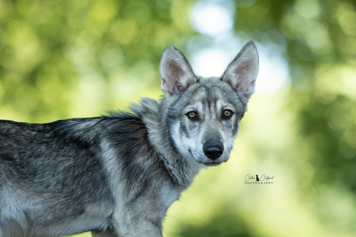 Photo #2 de Shadow