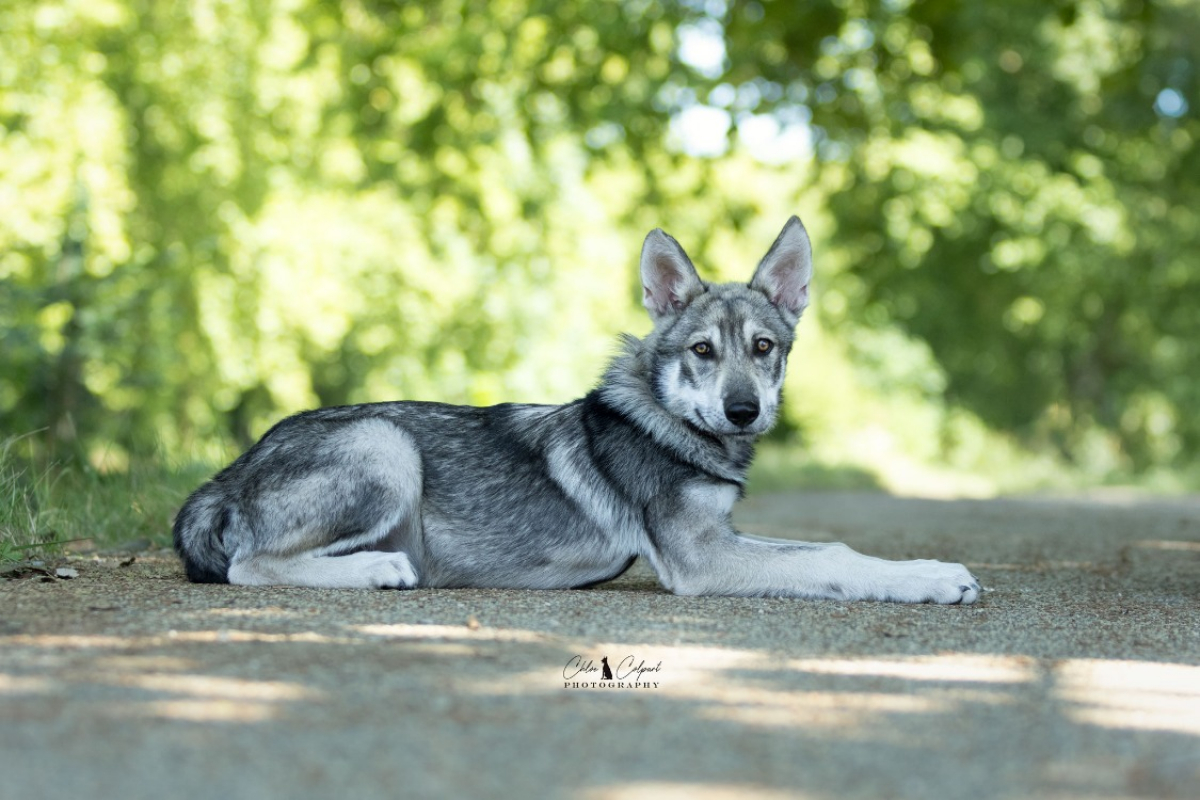 Photo #3 de Shadow