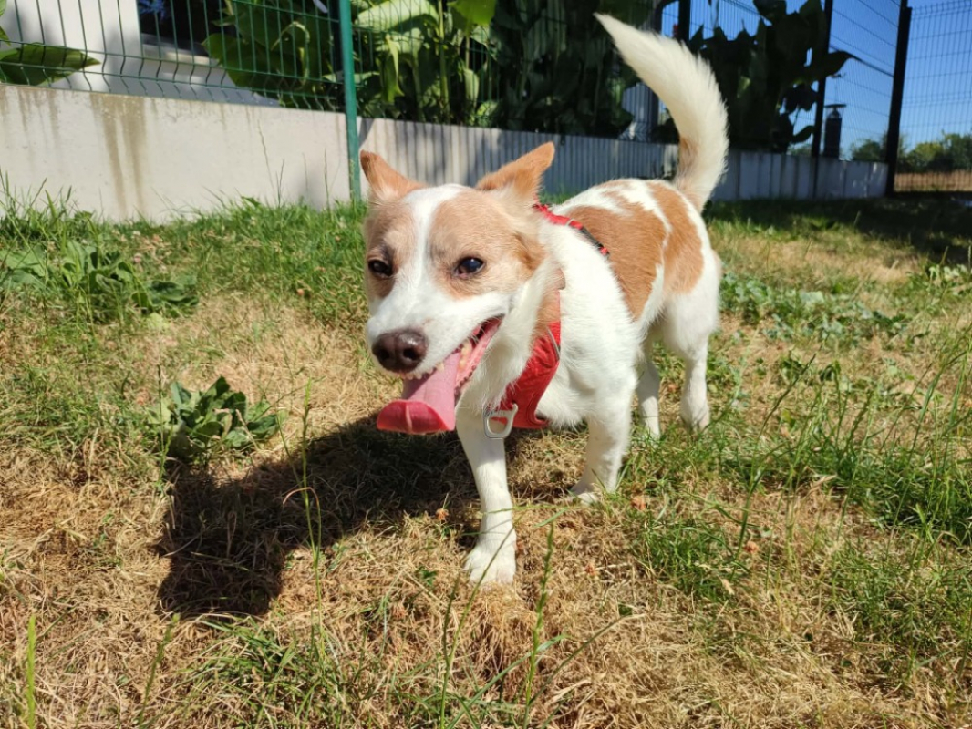 Photo #1 de Foxy