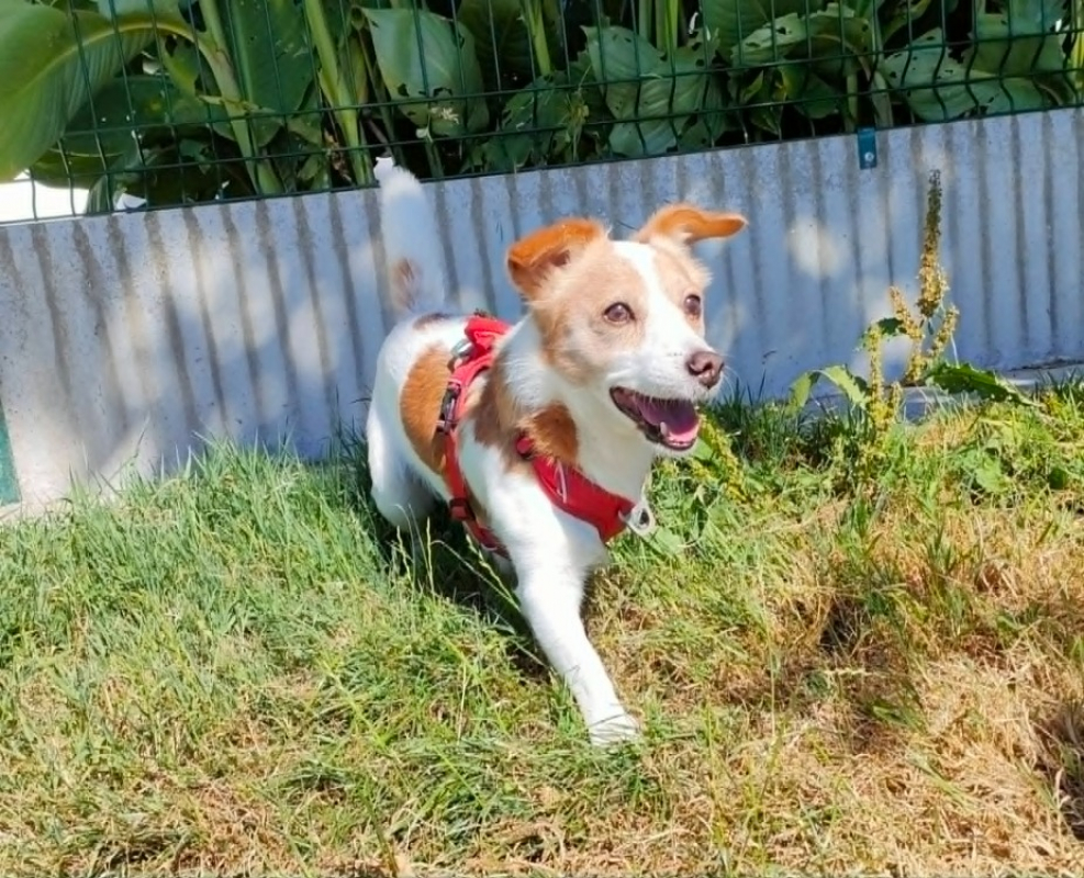 Photo #3 de Foxy
