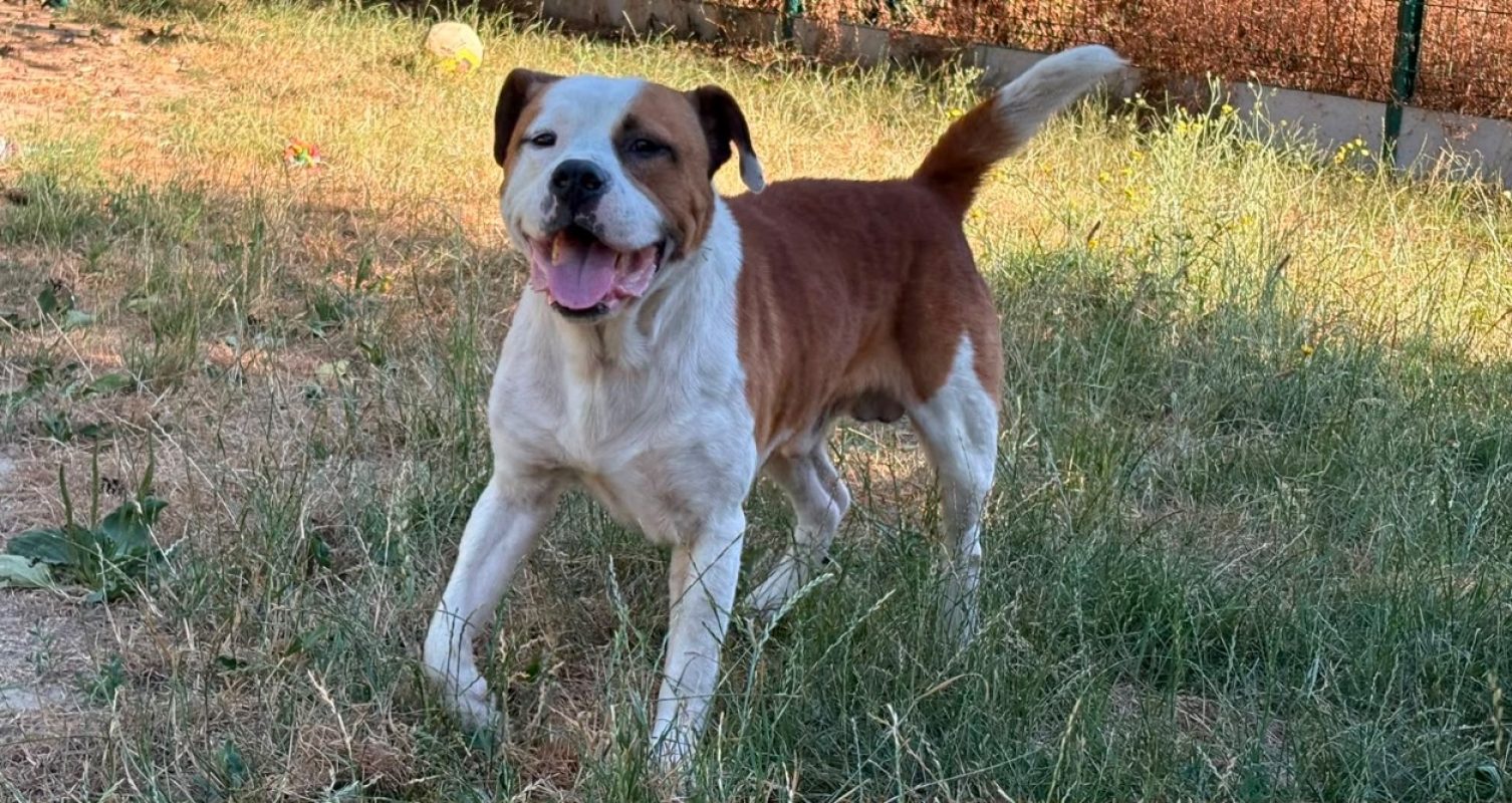 ReÏko - Chien à adopter