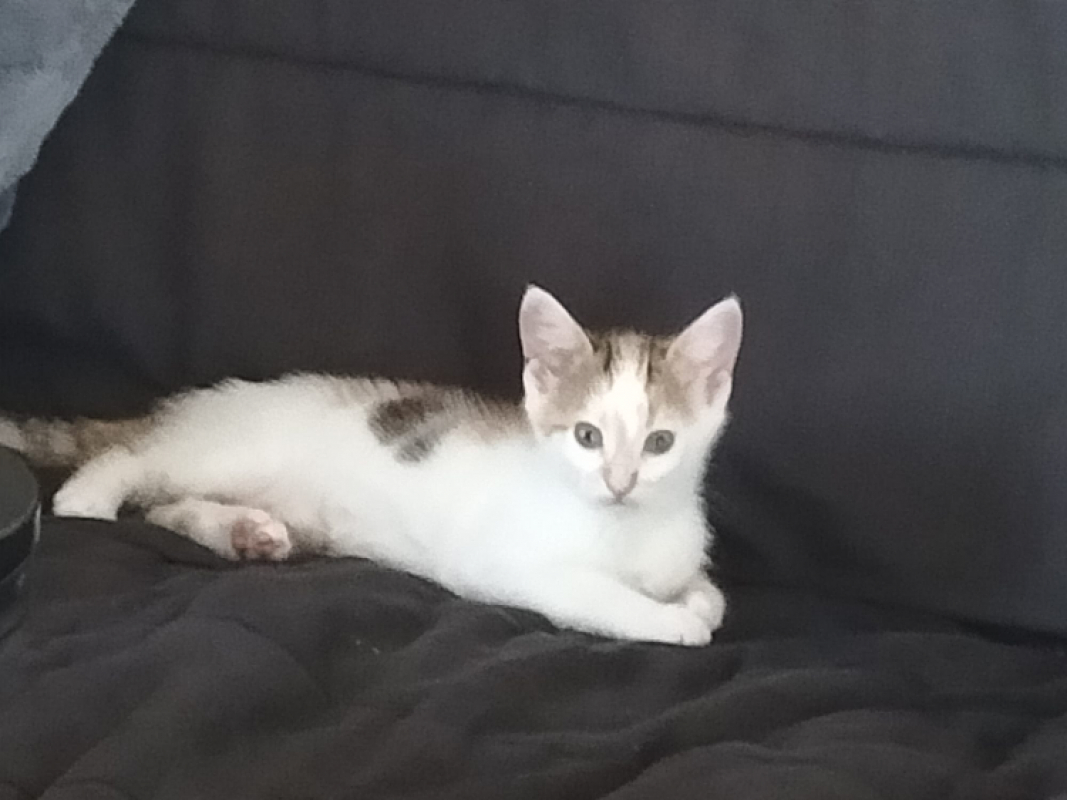 Photo #1 de Brownie
