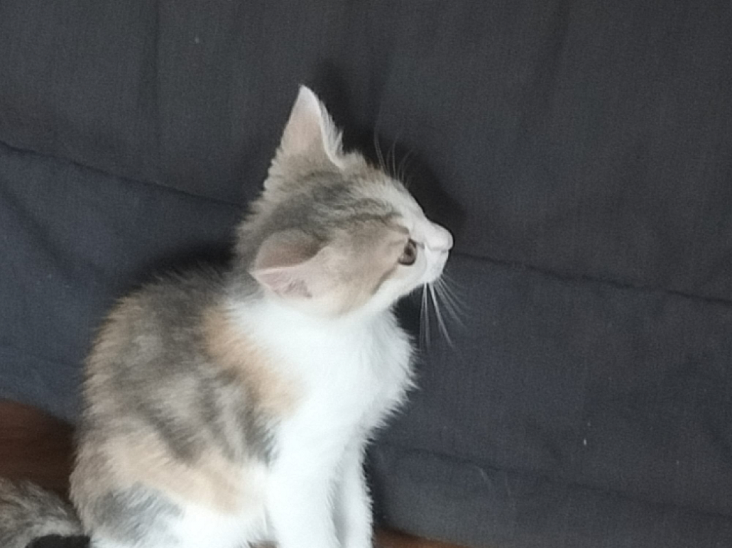 Photo #2 de Brownie