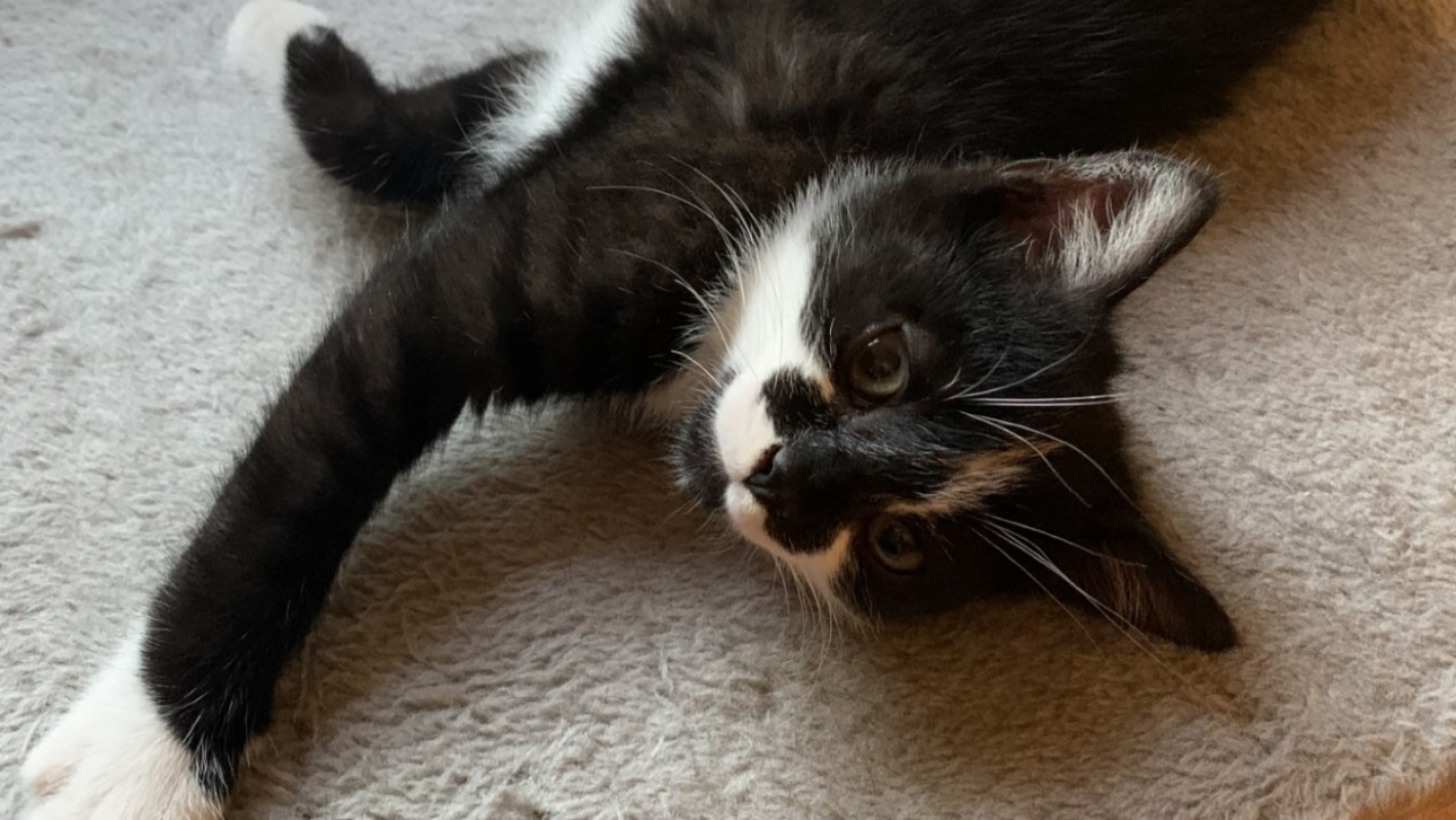 Photo #3 de Ticky