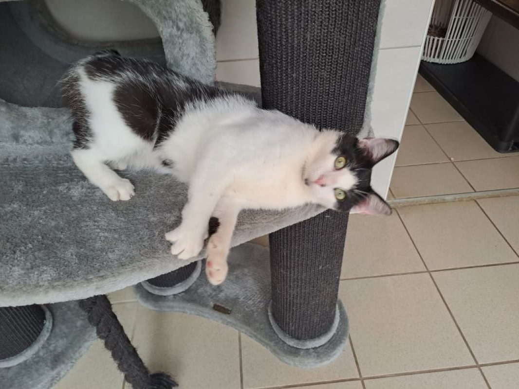 Photo de Réservé dumbo