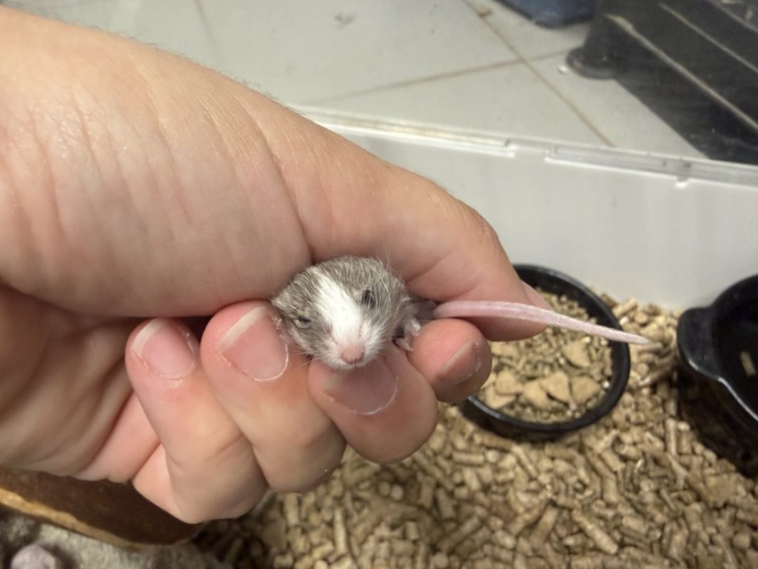Marinaro - Rongeur Souris à adopter