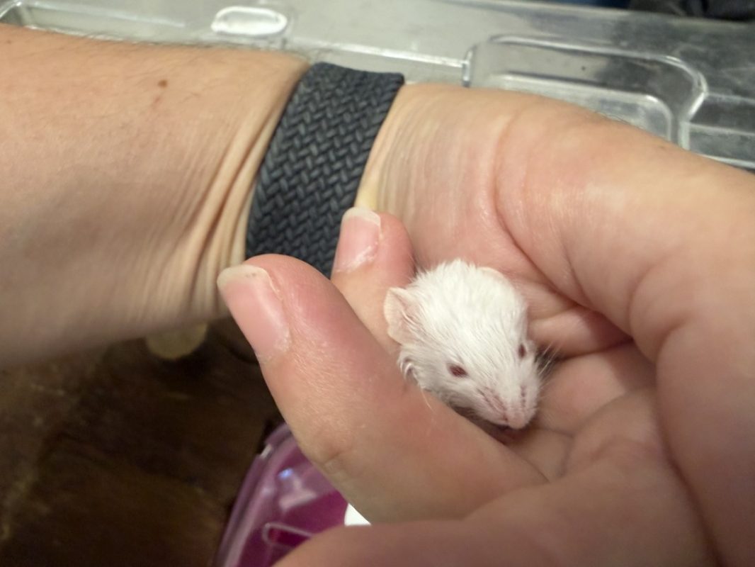 Bianco - Rongeur Souris à adopter