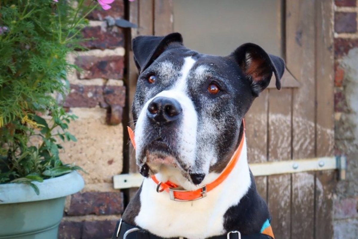 Joke - Chien Dogo Canario à adopter