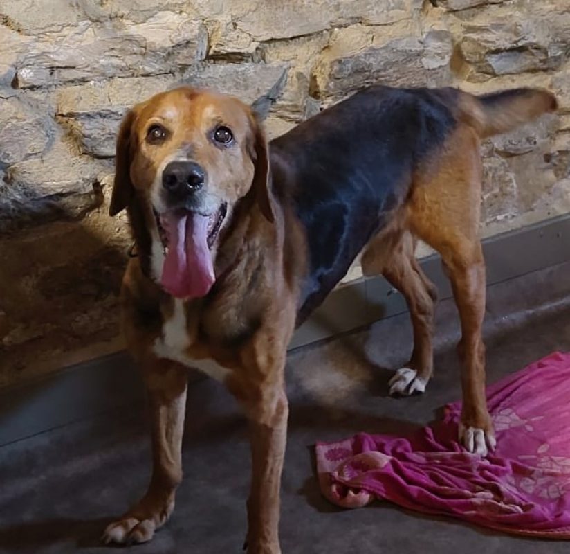 Charly - Chien Beagle à adopter
