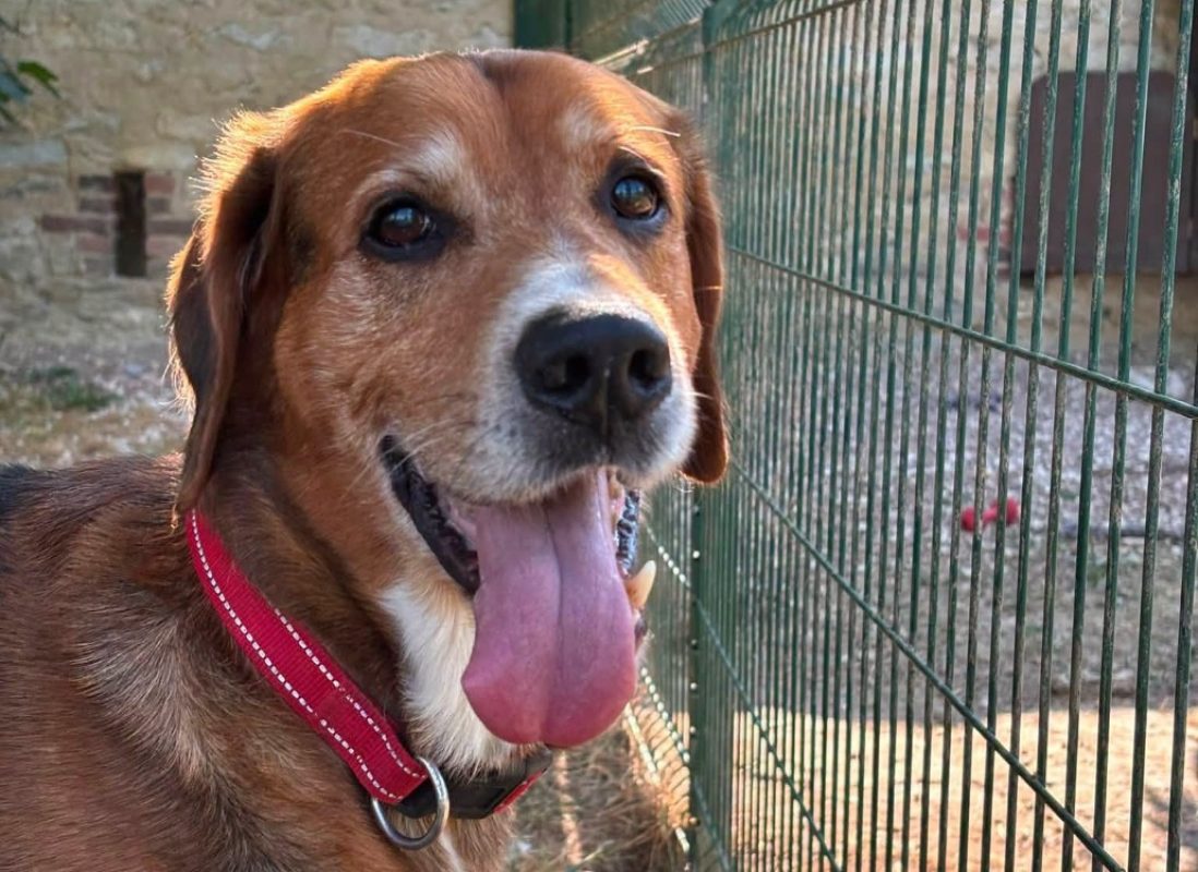 Charly - Chien Beagle à adopter