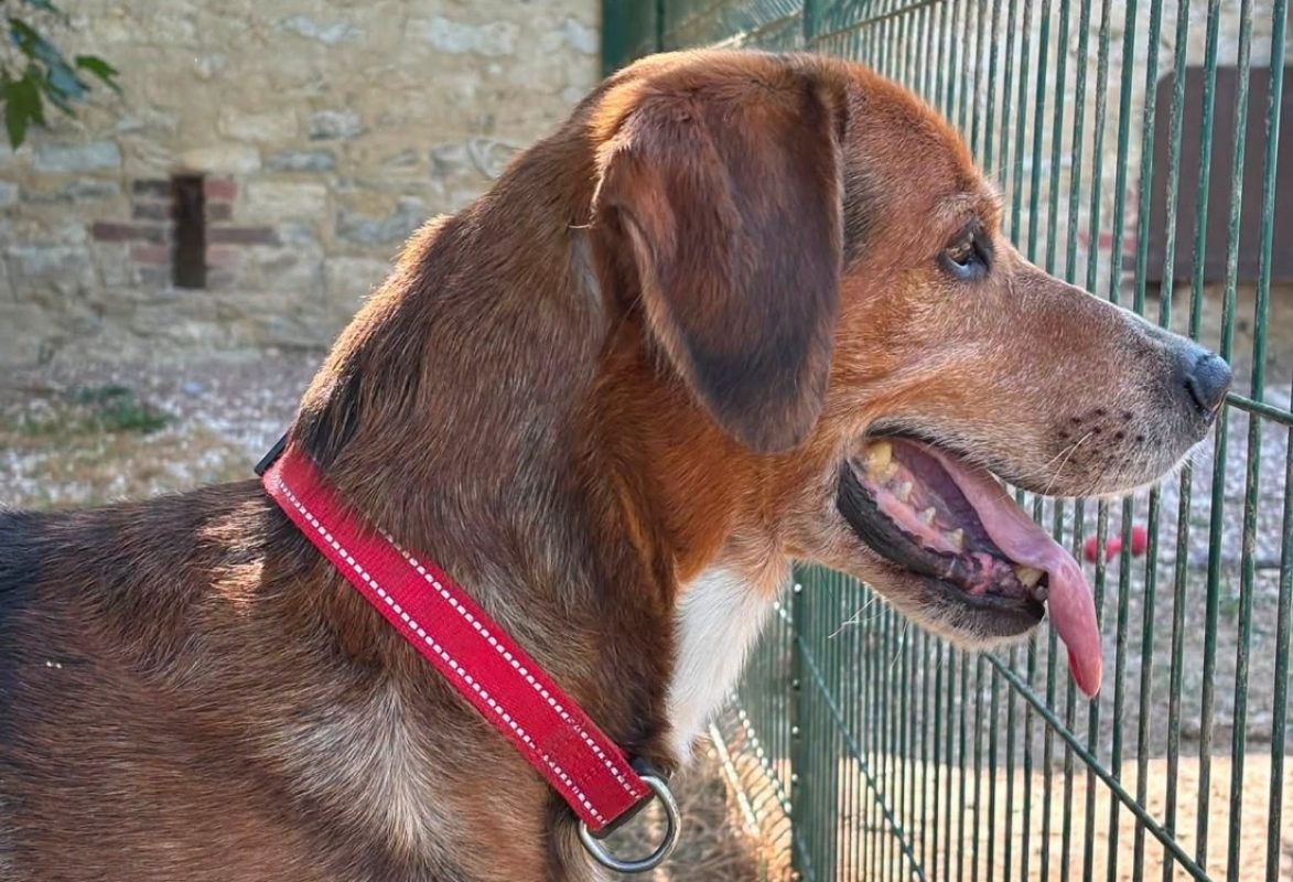 Charly - Chien Beagle à adopter - photo 2