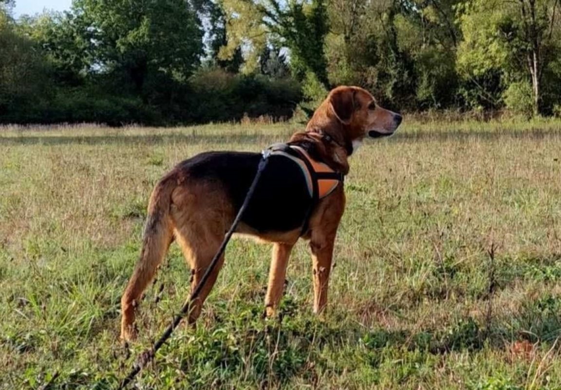 Charly - Chien Beagle à adopter - photo 3
