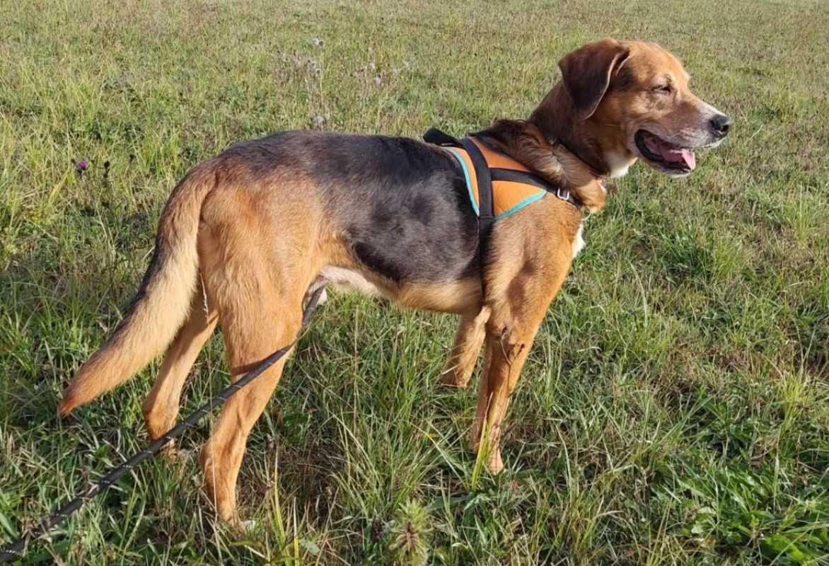 Charly - Chien Beagle à adopter - photo 4