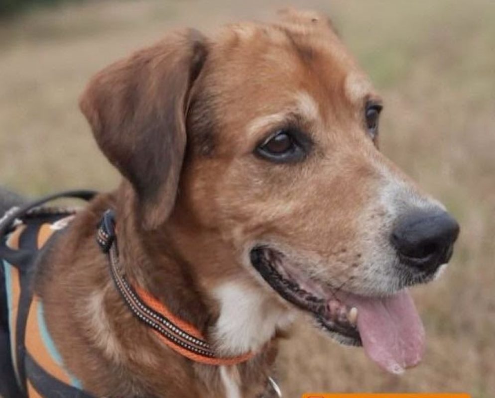 Charly - Chien Beagle à adopter - photo 5
