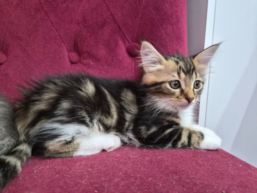 Photo de Soky