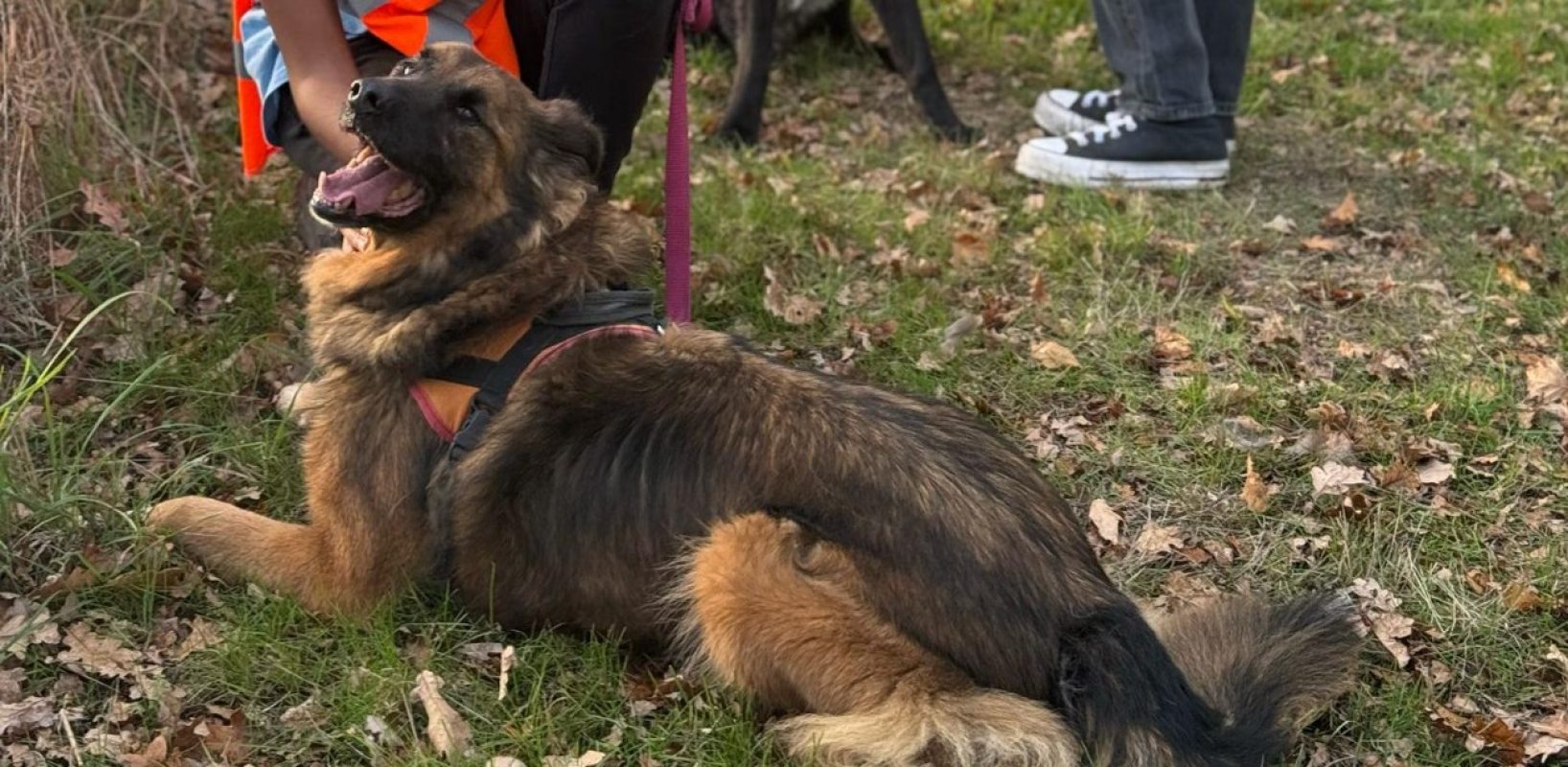 Sam - Chien Berger Belge Malinois à adopter