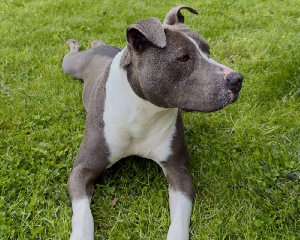Luth - Chien à adopter - photo 3