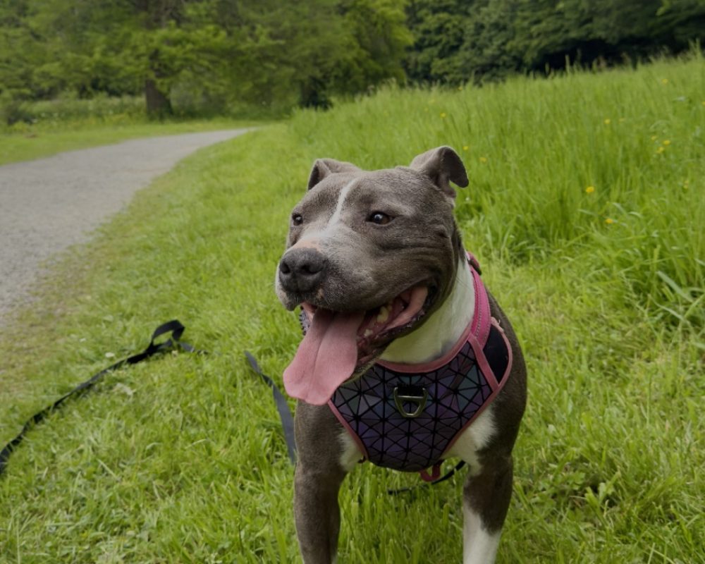 Luth - Chien à adopter - photo 5
