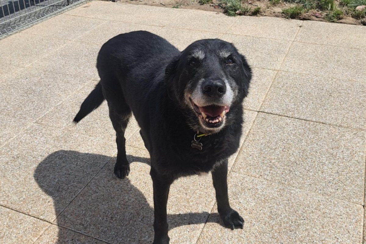 Hector - Chien à adopter