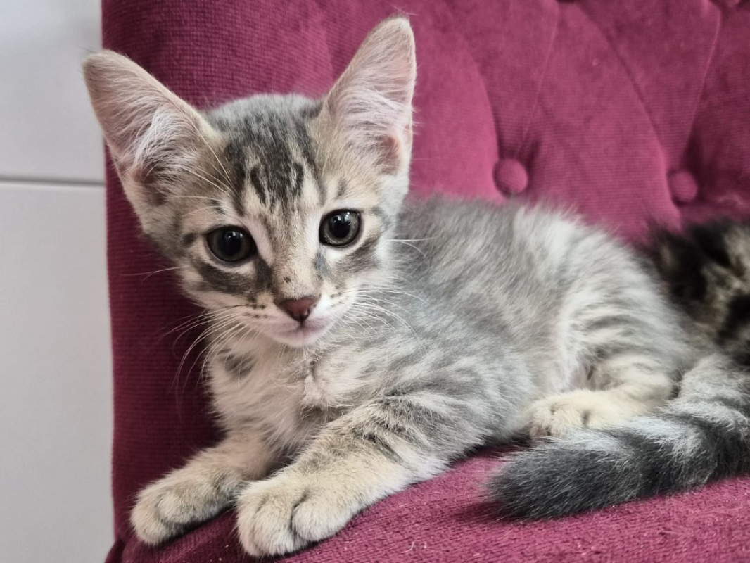 Photo de Smoky