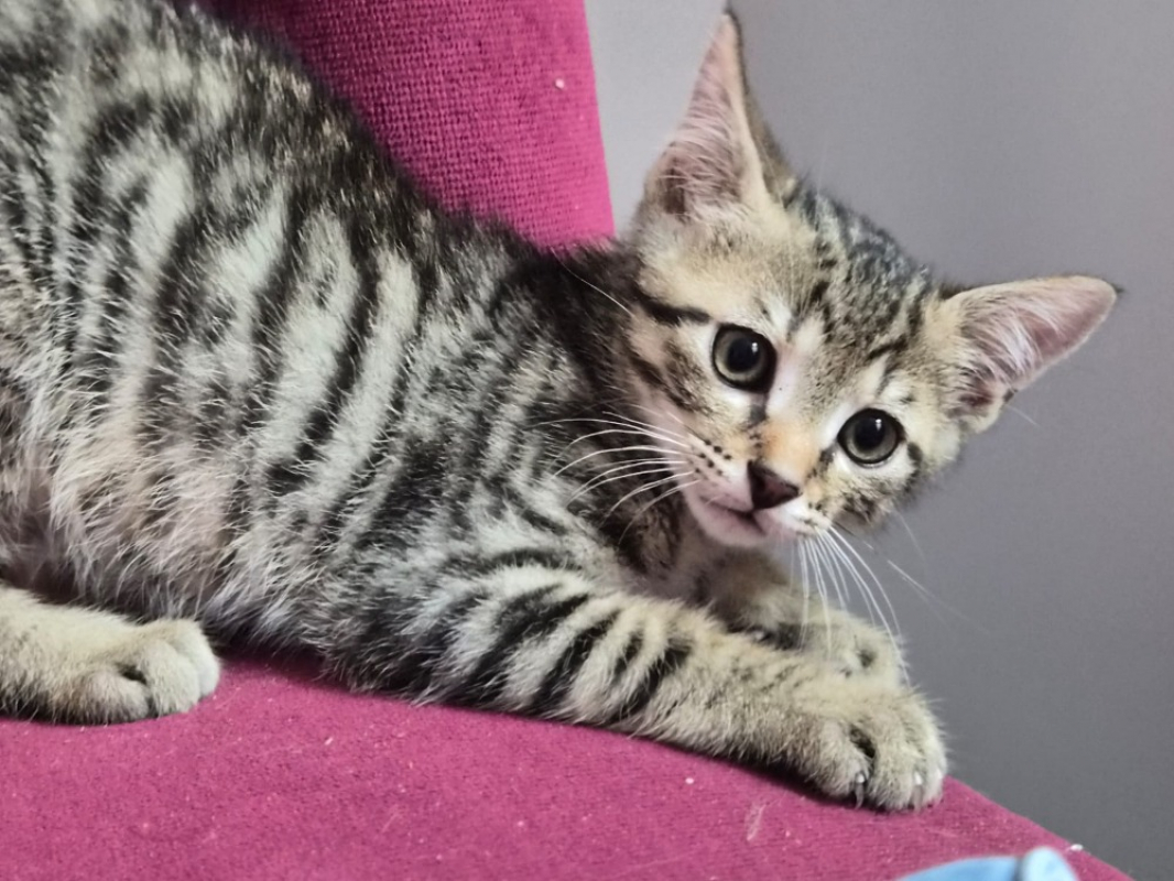 Photo de Diva