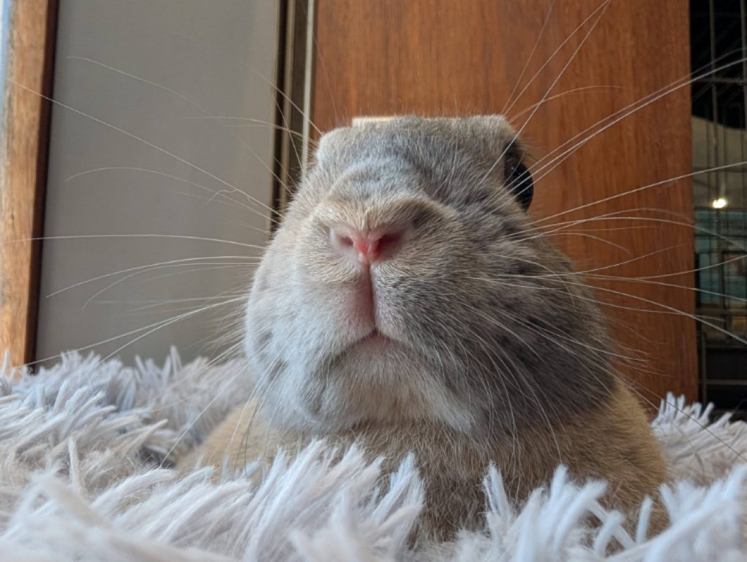 Bounty - Rongeur Lapin à adopter - photo 2