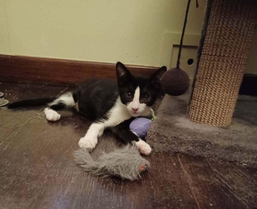 Eliot - Chat à adopter