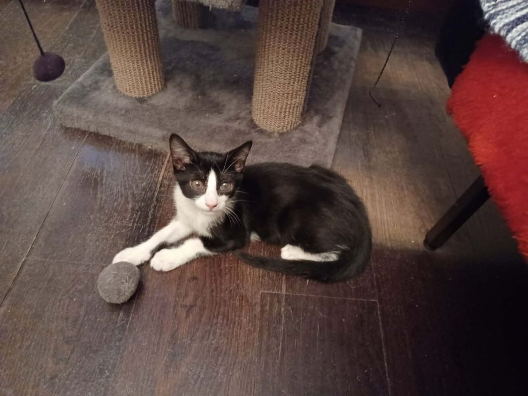Eliot - Chat à adopter - photo 7