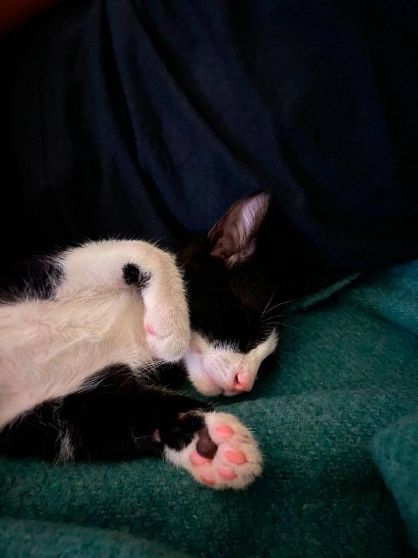 Eliot - Chat à adopter - photo 8
