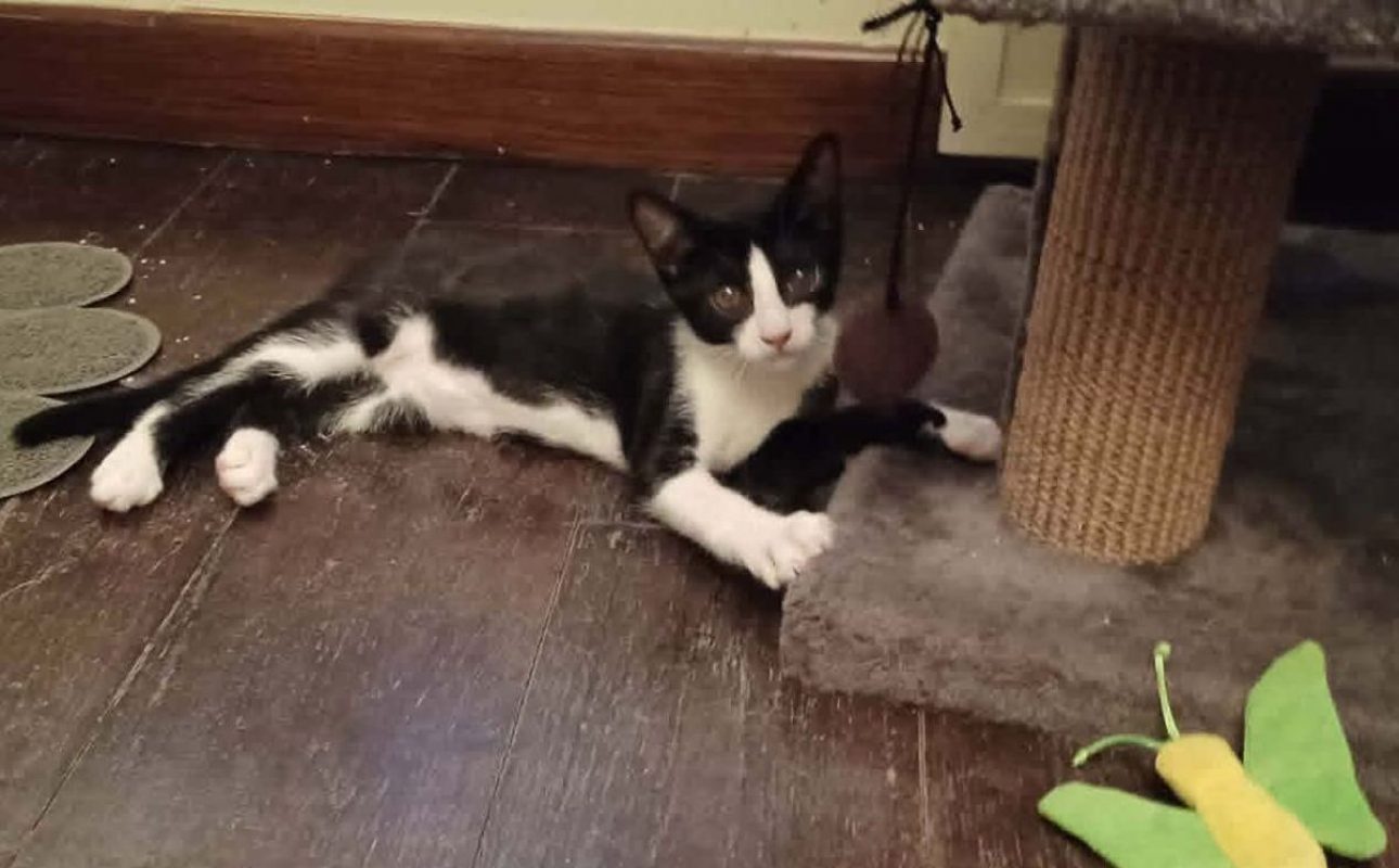 Eliot - Chat à adopter - photo 2