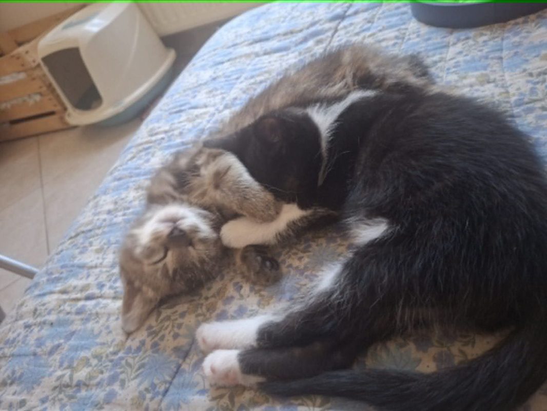 Eliot - Chat à adopter - photo 4