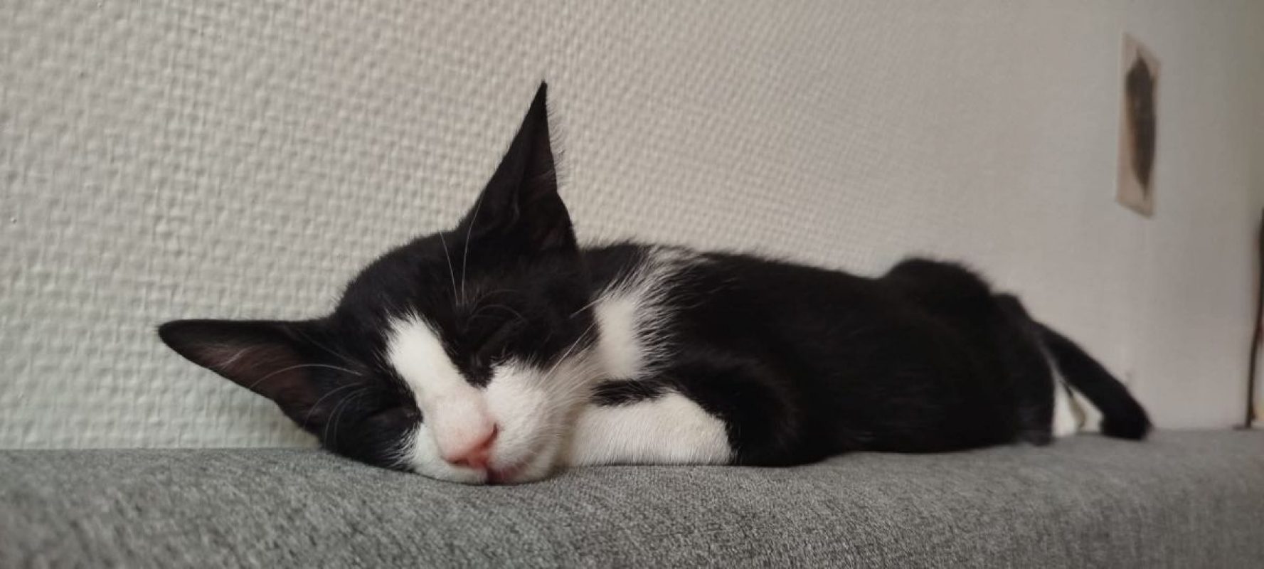Eliot - Chat à adopter - photo 9