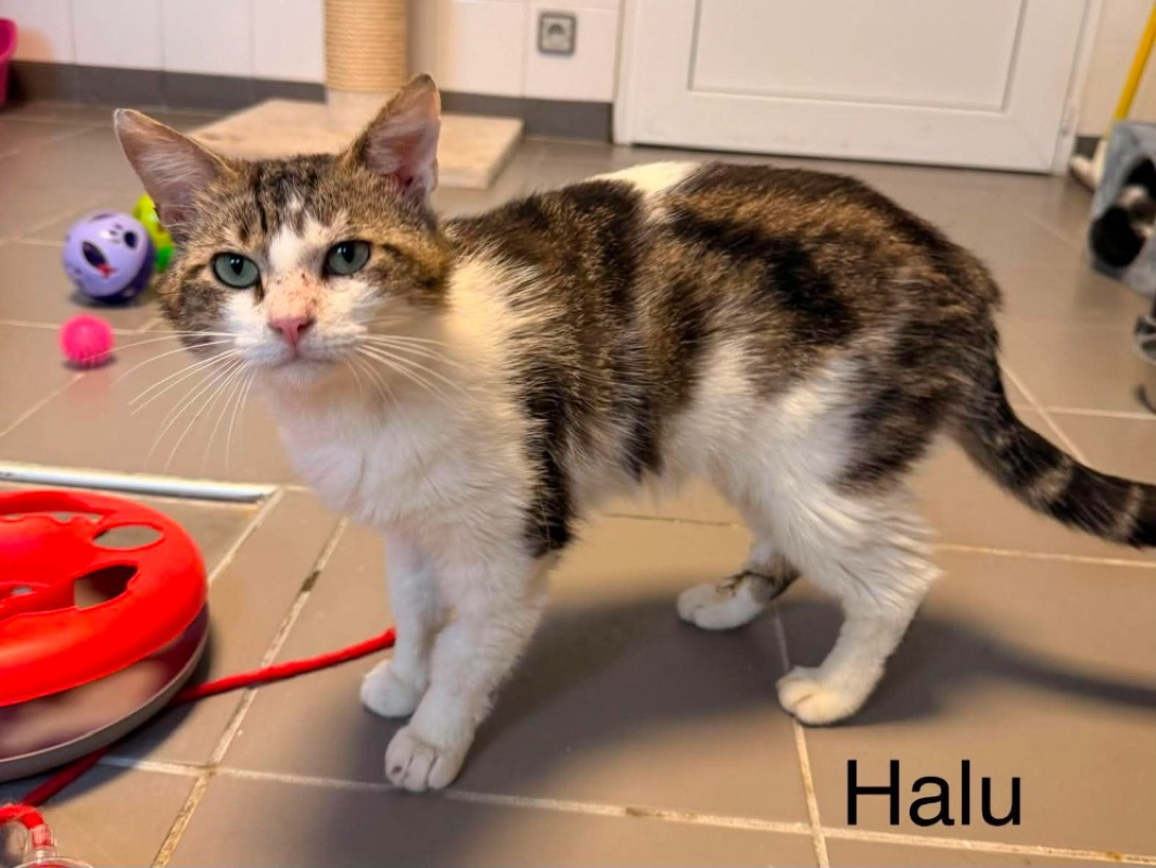 Photo de Halu