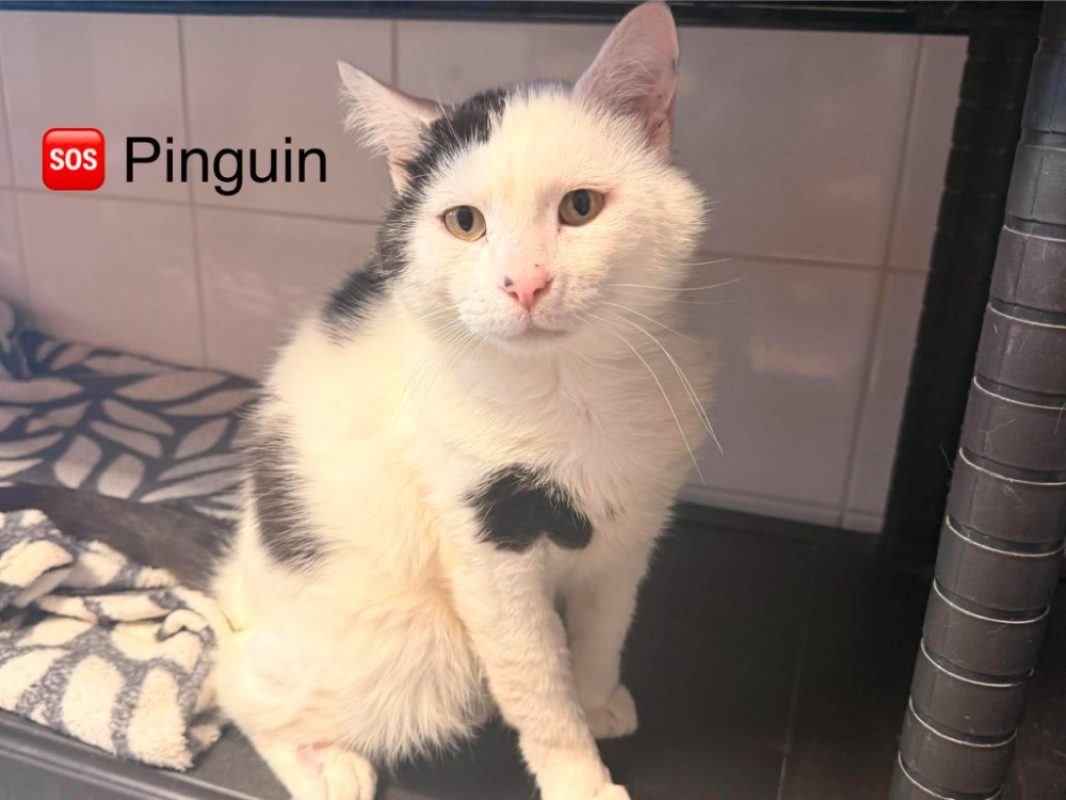Pingouin - Chat Européen à adopter