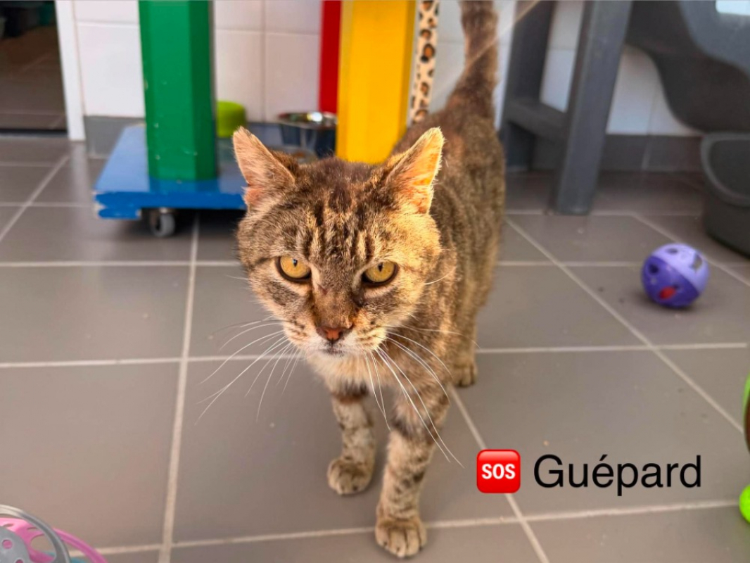 Photo de Guepard