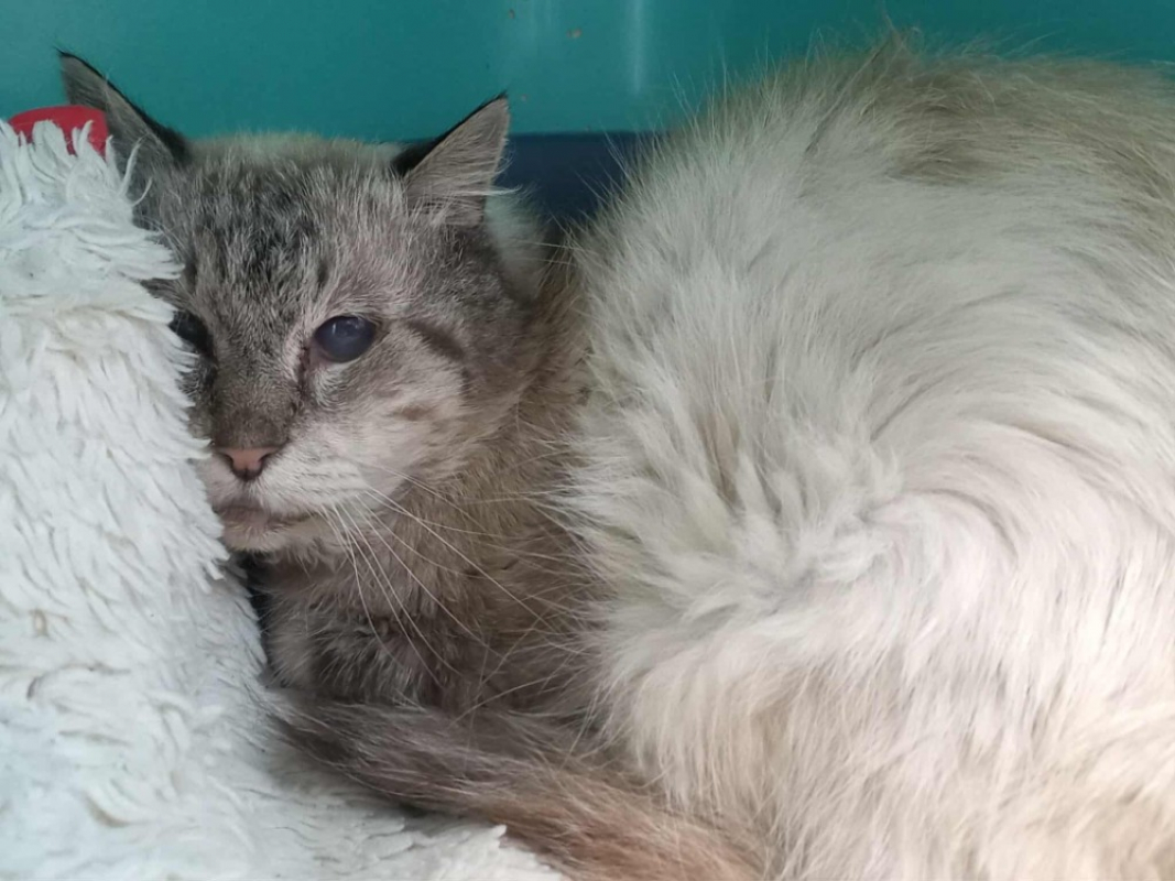 Photo #1 de Paxille qct