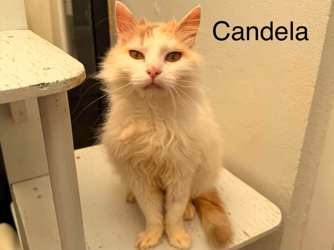 Photo #1 de Candela