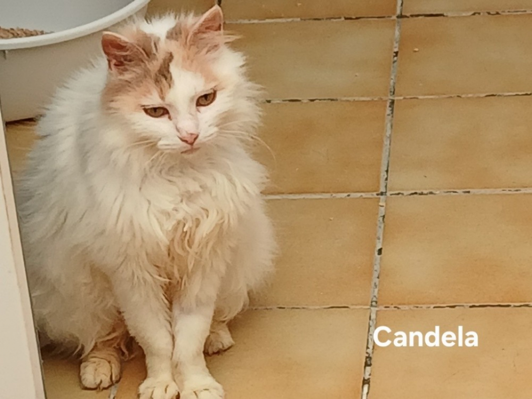 Photo #3 de Candela