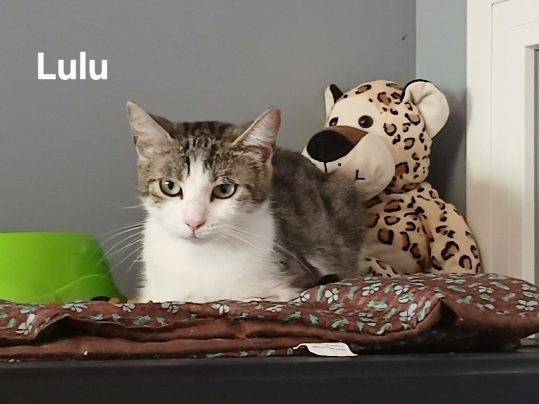 Photo de Lulu