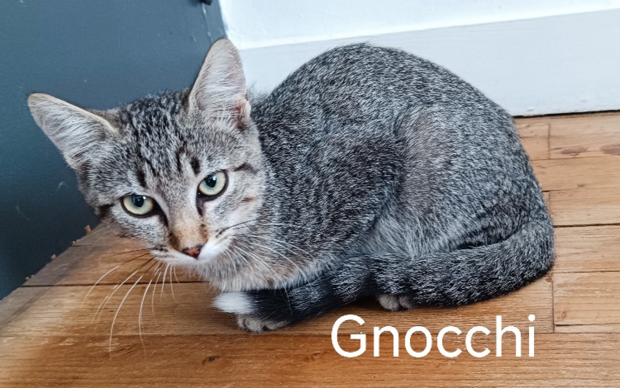 Photo de Gnocchi