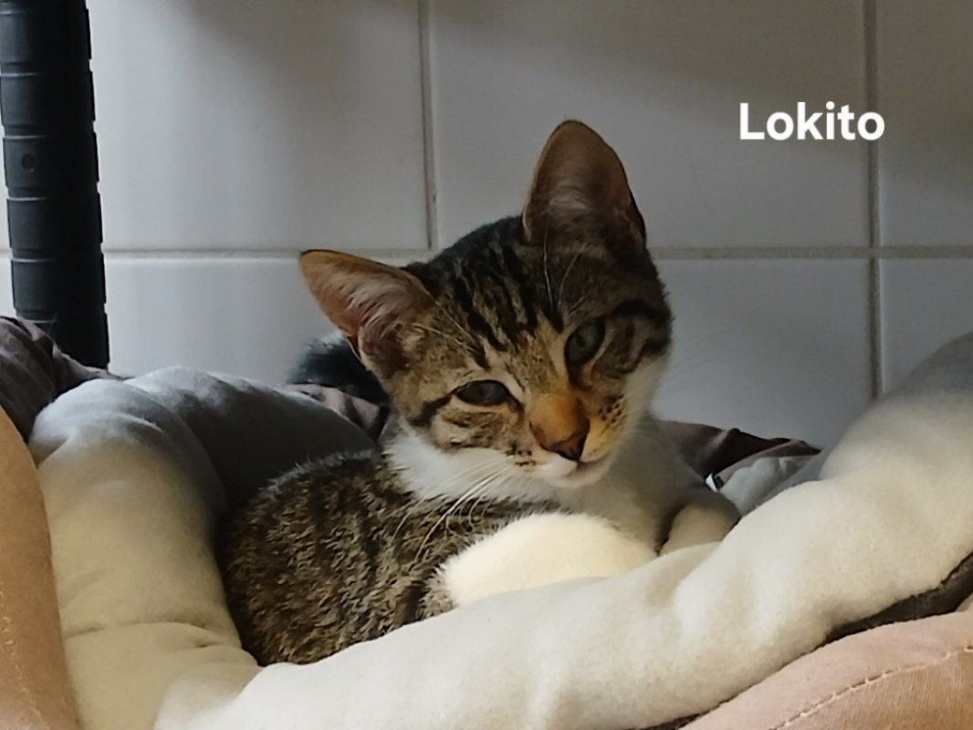 Photo de Lokito