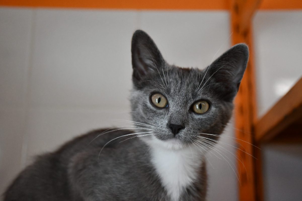 Bijoux - Chat Européen à adopter