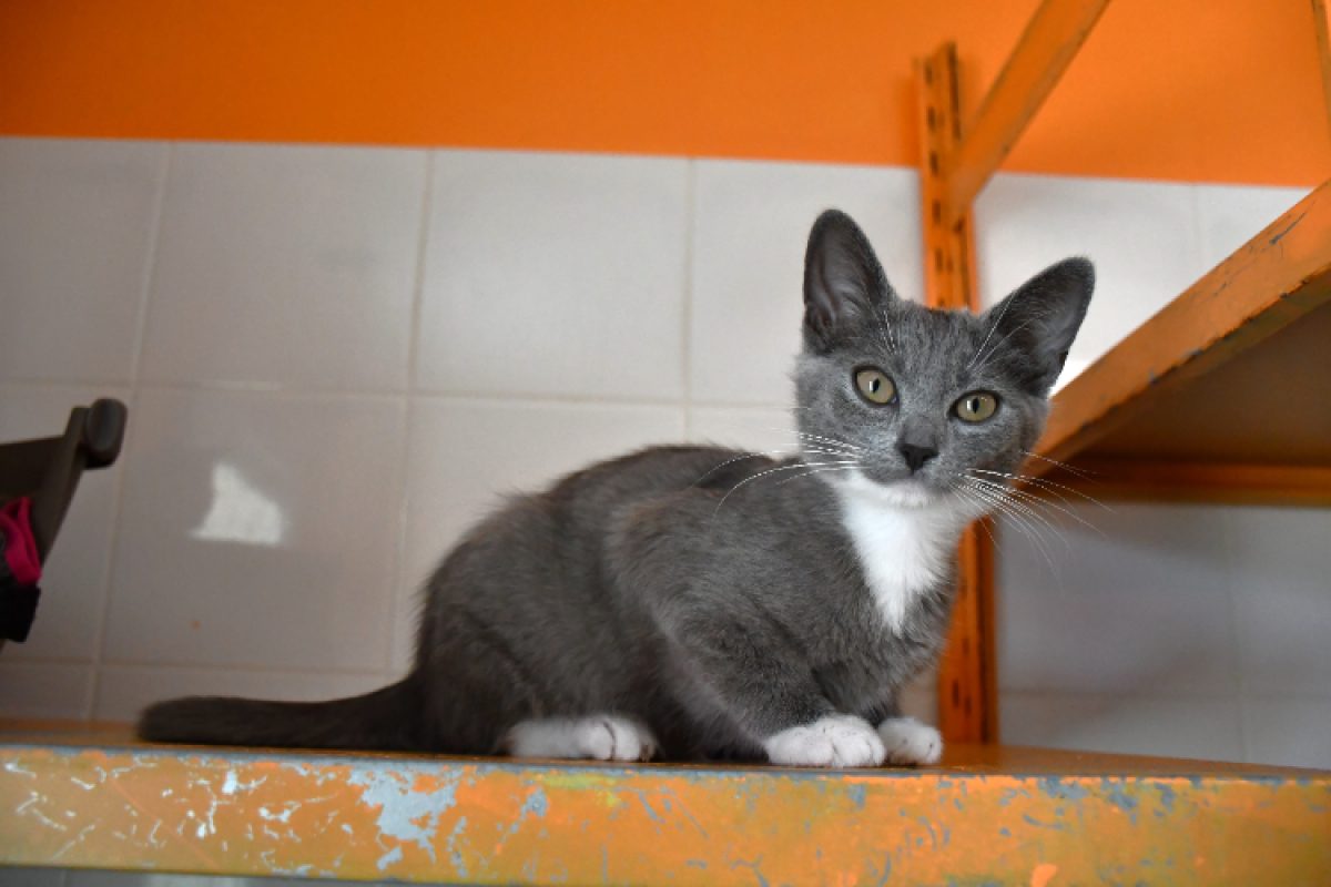 Bijoux - Chat Européen à adopter - photo 2